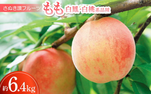 
                  さぬき讃フルーツ「もも(白鳳・白桃系品種)」約6.4kg ＜令和8年7月発送＞【1609812】
                