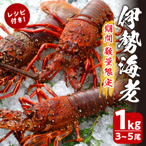 先行予約≪数量限定≫伊勢海老(計1kg) えび 魚介 海鮮 国産_T013-001