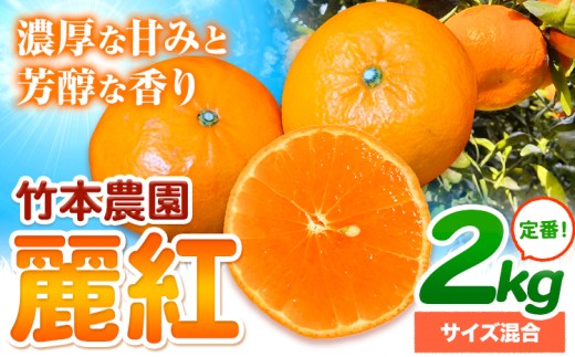知る人ぞ知る柑橘の女王。麗紅 (れいこう) 2kg サイズ 混合《2027年2月中旬-5月中旬頃出荷》竹本農園 和歌山県 日高川町 旬 新鮮 果物 柑橘 フルーツ 国産 送料無料 お試し サイズ 2000g みかん 高級柑橘 希少品種
