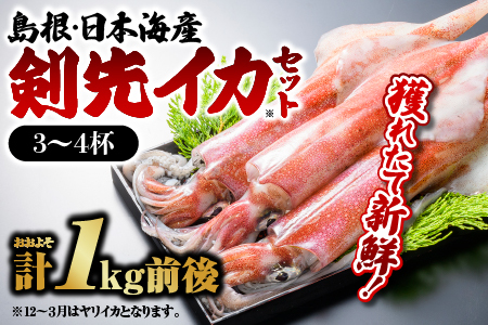 イカ 計約1.0kg 鮮魚セットE|鮮魚 新鮮 イカ 烏賊 剣先イカ 白イカ 下マイカ 刺身 イカ焼き 処理済 YM-5