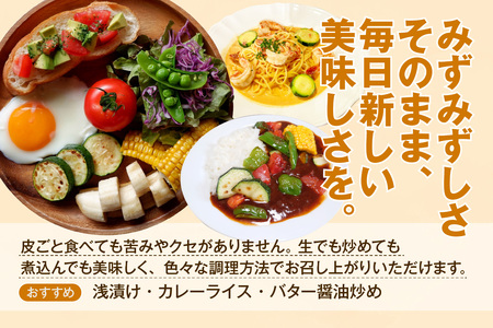【産地直送】ズッキーニ　約10本