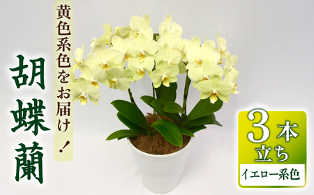 胡蝶蘭 花 ギフト イエロー系 5.5号 3本立ち お祝い プレゼント 【 胡蝶蘭 】