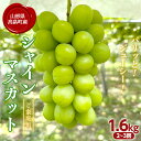 【ふるさと納税】 ≪2025年先行予約≫山形県 高畠町産 ご家庭用 シャイマスカット 贅沢ボリュームセット 1.6kg（2～3房） 箱詰め 2025年9月中旬から順次発送 ぶどう ブドウ マスカット 大粒 種なし 高級 くだもの 果物 フルーツ 秋果実 産地直送 農家直送 数量限定 F21B-113