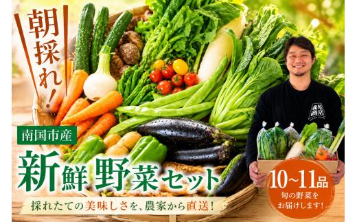 【先行予約】 朝採れ新鮮！ 野菜セット(10～11品) | 野菜セット 新鮮 野菜 人気 季節の野菜 おすすめ キャベツ きゅうり 里芋 大根 トマト セット 詰め合わせ 森尾商店 高知県 南国市