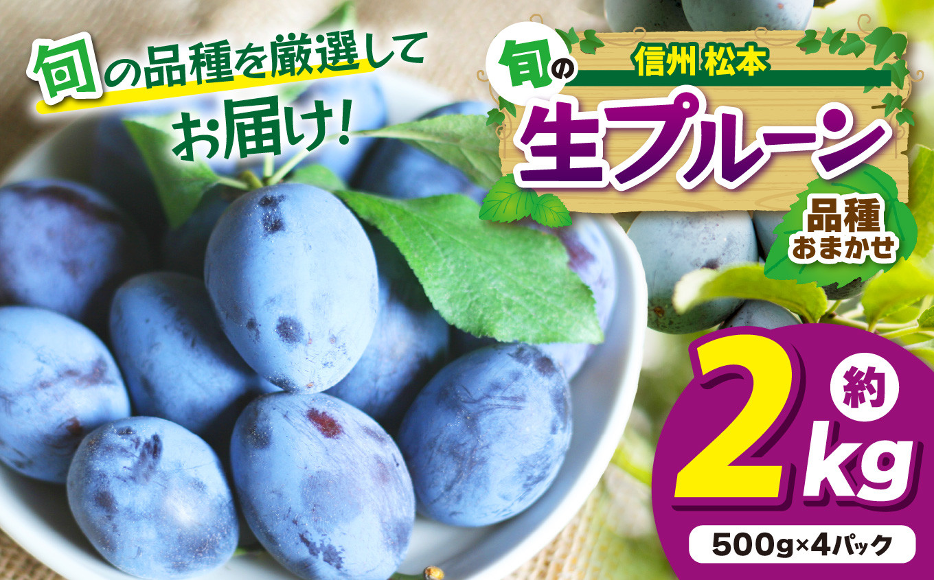 
            【先行受付：2026年発送】信州産 品種おまかせ旬の生プルーン 約2kg（500g×4パック）｜ふるさと納税 信州 松本 プルーン 果物 フルーツ 甘い 大玉
          