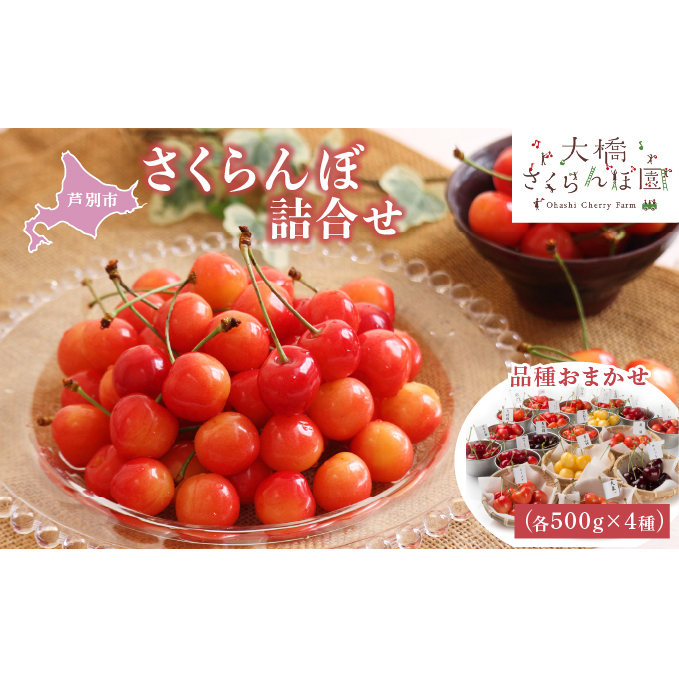 【 先行受付 】さくらんぼ 4種 500g 品種お任せ セット 詰め合わせ 大橋さくらんぼ園 サクランボ チェリー 果物 果物類 フルーツ デザート 完熟 甘い 北海道 芦別市