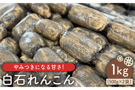 【先行予約】やみつきになる甘さ！ 松尾青果のこだわり白石れんこん 約1kg（500g×2袋）【松尾青果】 /新鮮なれんこんを産地直送！ れんこん 蓮根 レンコン 佐賀県産 白石町産れんこん 泥付きれんこん れんこん 蓮根 レンコン シャキシャキ ホクホク 甘いれんこん おでん きんぴら れんこん 蓮根 レンコン 煮物 天ぷら れんこん 蓮根 レンコン 保存 れんこん 蓮根 レンコン [IBD002]