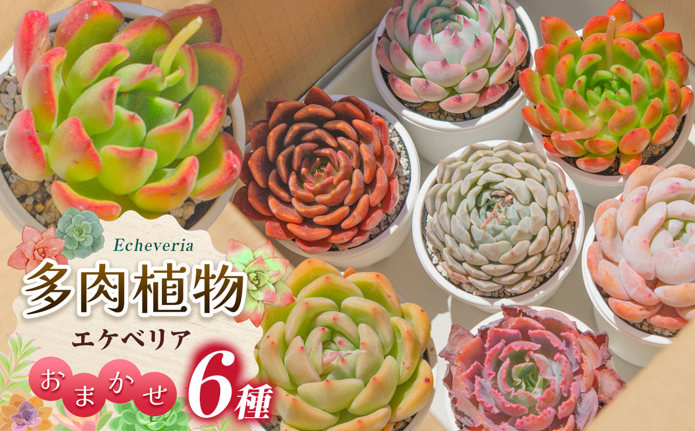 
            〔多肉植物〕エケベリア・おまかせ6種セット | エケベリア 多肉植物 植物 グリーン 観葉植物 ガーデニング おまかせセット 送料無料 長野県 松本市
          