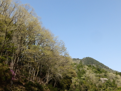 丹波篠山里山薪10kg | 兵庫県 丹波篠山市 