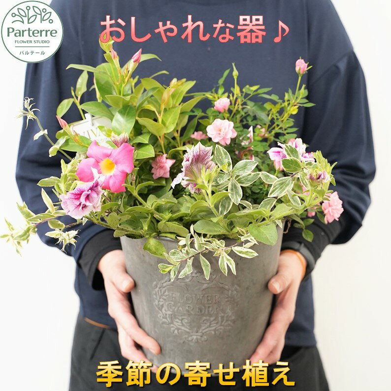 【ふるさと納税】 季節の寄せ植え 1回 ( 日付指定可能 ※対象外期間あり ) 又は 定期便 3ヶ月 6ヶ月 12ヶ月 から選択可能 季節 寄せ植え鉢 記念日 誕生日 結婚記念日 卒業祝い 入学祝い ギフト おしゃれ 観葉植物 ガーデニング 鉢植え 花工房パルテール