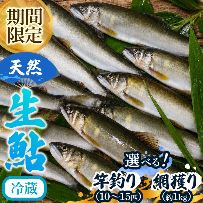 【ふるさと納税】＜選べる漁法＞「冷蔵」由良川の天然生鮎(竿釣り10～15匹/網獲り約1kg) 鮎 あゆ 天然鮎 天然あゆ 生鮎 アユ 川魚 塩焼き 由良川 京都 福知山 冷蔵 産地直送 期間限定 数量限定 【fc-ZF006】【由良川漁業組合】