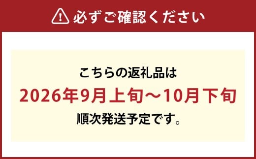 ご家庭用 ニュー ピオーネ（優品） 3房入り （1房 530g以上） 露地栽培　【2026年9月上旬～10月下旬 発送予定】【葡萄 ぶどう ニューピオーネ 果物 フルーツ 国産 人気 おすすめ 岡山県