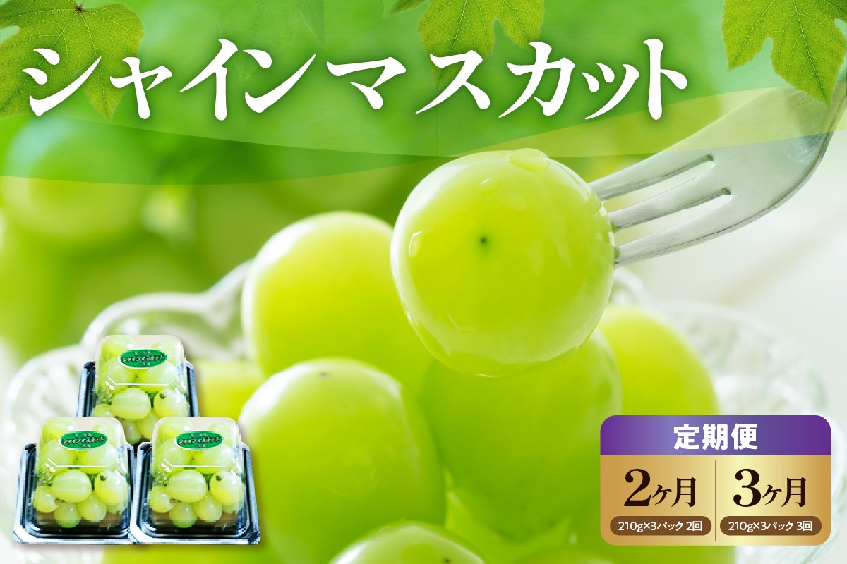 
                  定期便 令和8年産 シャインマスカット 粒 バラ 210g × 3パック 2回 または 3回 ぶどう 葡萄 大粒 種なし 粒のみ マスカット フルーツ 果物 産地直送 山形県 米沢市
                