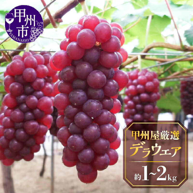 【ふるさと納税】 デラウエア ぶどう 2026年 先行予約 選べる内容量 約1kg 約2kg 冷蔵 果物 フルーツ 葡萄 種無し 8月 発送 クール便 甲州市産 新鮮 産地直送 期間限定 数量限定 旬 採れたて 厳選 ブドウ 果実 甘い デザート ギフト 山梨県 甲州市