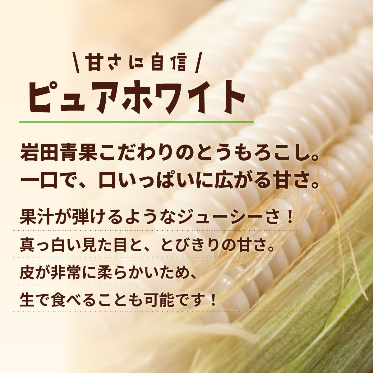 【関東+山梨県 限定当日便】【先行予約 2026年6月下旬以降発送 】 【 令和8年産 】 深夜採り 朝出荷 とうもろこし ピュアホワイト 約6kg トウモロコシ スイートコーン コーン 野菜 産地直