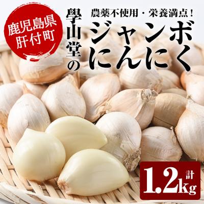 ふるさと納税 肝付町 學山堂のジャンボにんにく(計1.2kg)鹿児島 国産　A69003