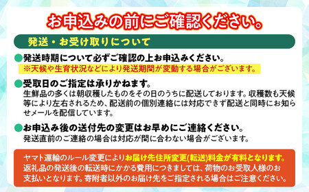 【令和8年産先行予約】鶴岡市産 ラ・フランス（洋梨） 約3kg（8～12玉）　K-822　泉屋商店