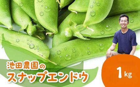 先行予約  野菜 スナップエンドウ 1kg / 野菜 エンドウ　池田農園
