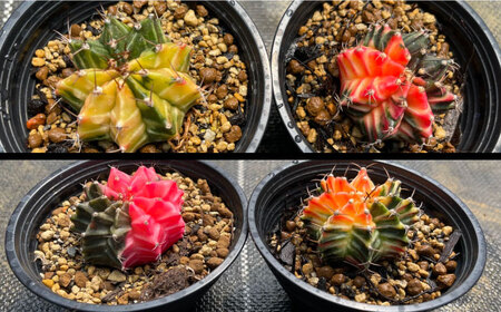 ギムノカリキウム ミハノビッチ 2株 Gymnocalycium mihanovichii 長与町/アグリューム[EAI277]