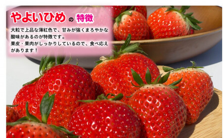 先行予約 いちご とちおとめ やよいひめ 約250g×8パック 計2㎏ いちご