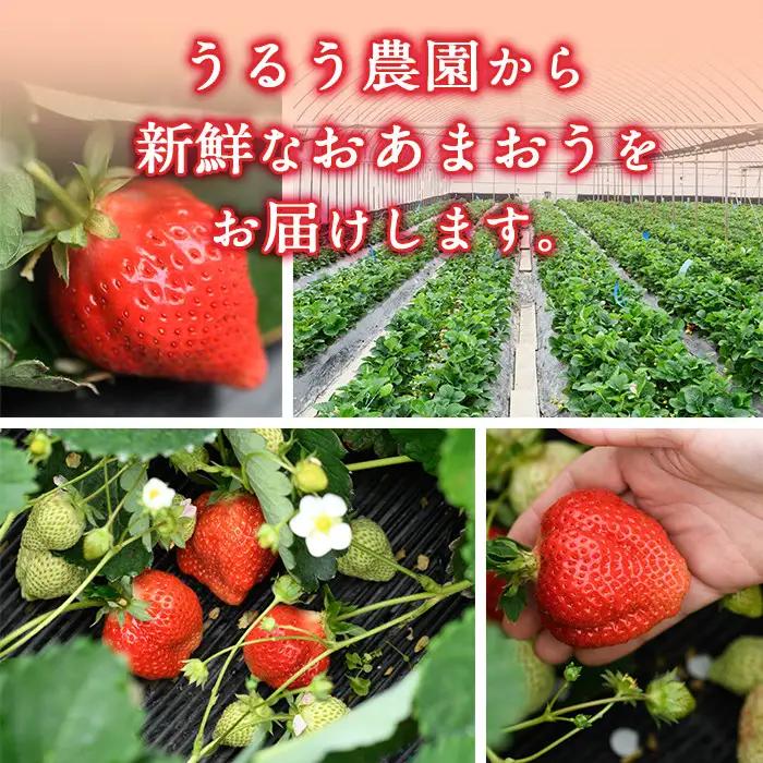 ＜先行予約受付中！2026年12月～2027年2月発送予定＞ うるう農園の あまおう MLサイズ (計約640g・約160g×4P) 苺 いちご イチゴ 果物 フルーツ 国産 福岡県 ヨーグルト ジャ