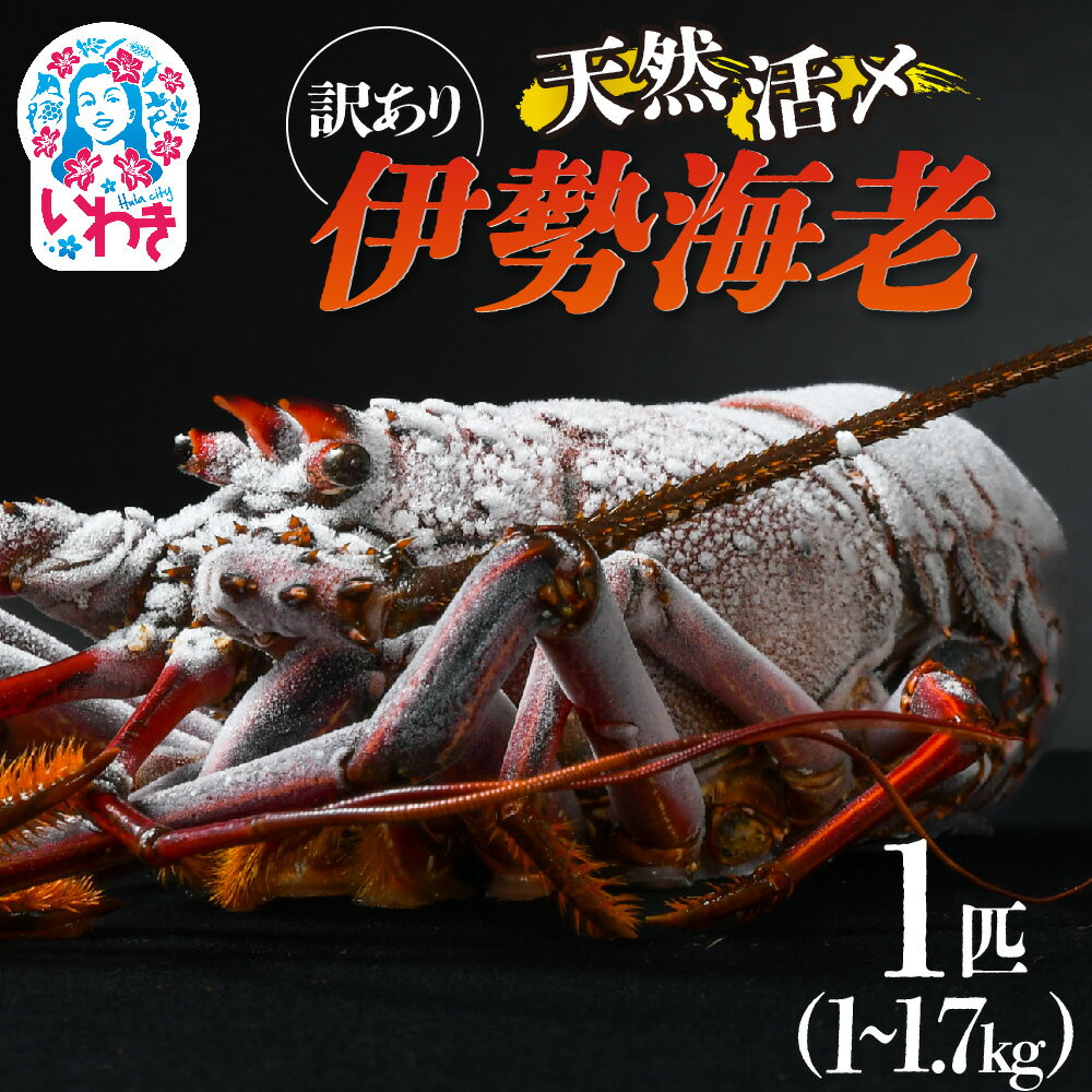 【ふるさと納税】【訳アリ】特大 天然活き〆 福えび 1匹 選べる大きさ（1kg〜1.4kg / 1.5kg~1.7kg） | 急速 冷凍 海鮮 魚介類 お正月 お祝い いせえび イセエビ 福島県 いわき市 ふるさと納税 | MF002-s