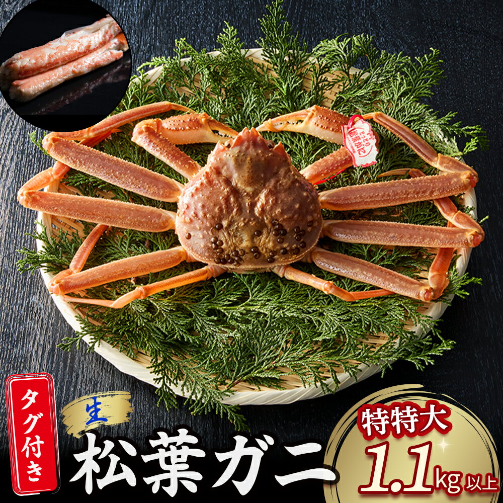 【ふるさと納税】 【魚倉】タグ 付き 生 松葉ガニ （特特大1,100g以上） ズワイガニ 松葉蟹 カニ かに かにしゃぶ 【11月から3月発送予定】