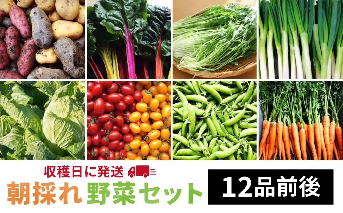 
                  【 福岡県 糸島産 】 朝採れ 野菜 セット （ 12品 前後 ） 《糸島》【オーガニックナガミツファーム】 	[AGE023]
                