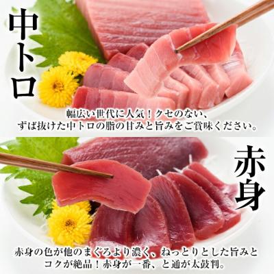 ふるさと納税 いちき串木野市 【定期便12回(毎月)】 南マグロ大トロ、中トロ、赤身合計8本を1年間毎月送付 |  | 03