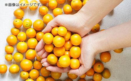 【先行予約】完熟 キンカン 約1kg 【くまふる】[ZBG079]