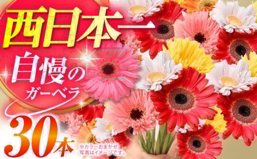 広川自慢の元気なガーベラ30本 ラッピング有 カラーおまかせ 花束 花 はな フラワー ギフト お祝い 冷蔵 広川町 / JAふくおか八女農産物直売所どろや [AFAB016]