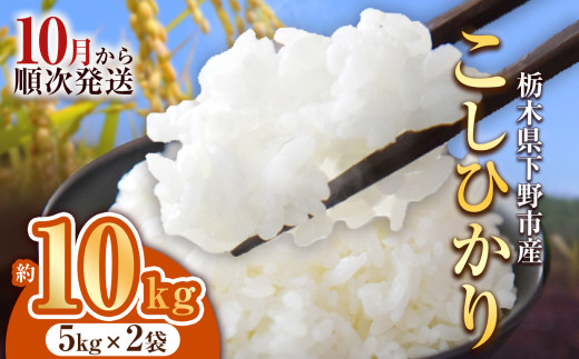 【先行予約】下野市産コシヒカリ 10kg | 米 こめ コメ kome 白米 精米 お米 こしひかり ｺｼﾋｶﾘ 新米 栃木米 令和7年度米 令和7年度 2025年度米 2025年度 ブランド米 栃木県 特産品 送料無料 栃木県 下野市 しもつけ市