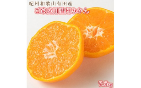 【ご家庭用訳あり】紀州和歌山有田産温州みかん7.5kg◇ ｜みかん ミカン 蜜柑 フルーツ みかん ふるーつ みかん 果物 みかん くだもの みかん 和歌山 みかん※2025年11月下旬〜2026年1月下旬頃に順次発送予定 ふるさと納税 ミカン