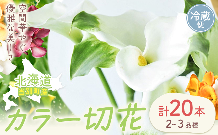 カラー 切花 20本（2～3品種）四季農場《8月上旬-10月末頃出荷》北海道 当別町 花 お花 はな カラー 切り花 冷蔵便 北海道産 当別町産 インテリア