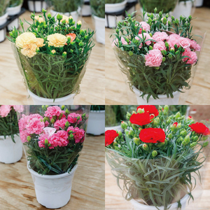 色とりどりのカーネーション （5号鉢） 3色セット 母の日 花 プレゼント (KAQ-1)