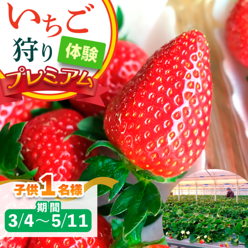 [3月4日から5月11日] いちご狩り体験プレミアム 子供1名様 奈良のブランド (ならあかり・古都華・あすかルビー)｜イチゴ農園 果物 フルーツ 親子 体験チケット いちご狩り農園 奈良県 [3062]