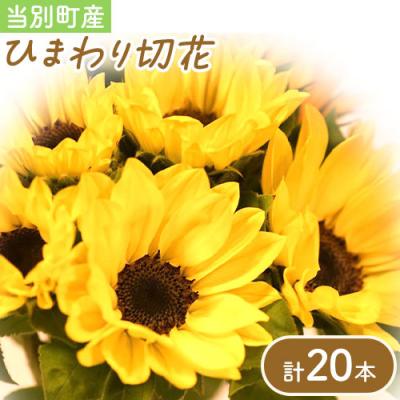 ふるさと納税 当別町 ひまわり切花20本入り(黄色、オレンジ 計20本)