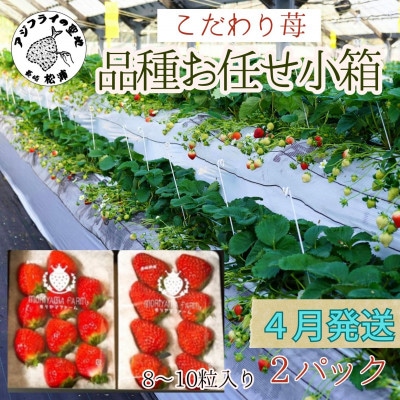 【2026年4月発送】こだわり苺　品種お任せ小箱 8粒～10粒×2パック【配送不可地域：離島】【1470644】