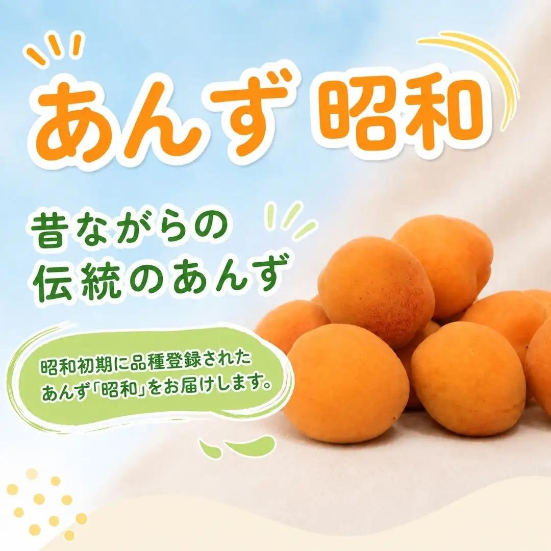 【2027年先行予約】あんず 昭和(長野県オリジナル品種) 約2kg |あんず 千曲市産 長野県 信州