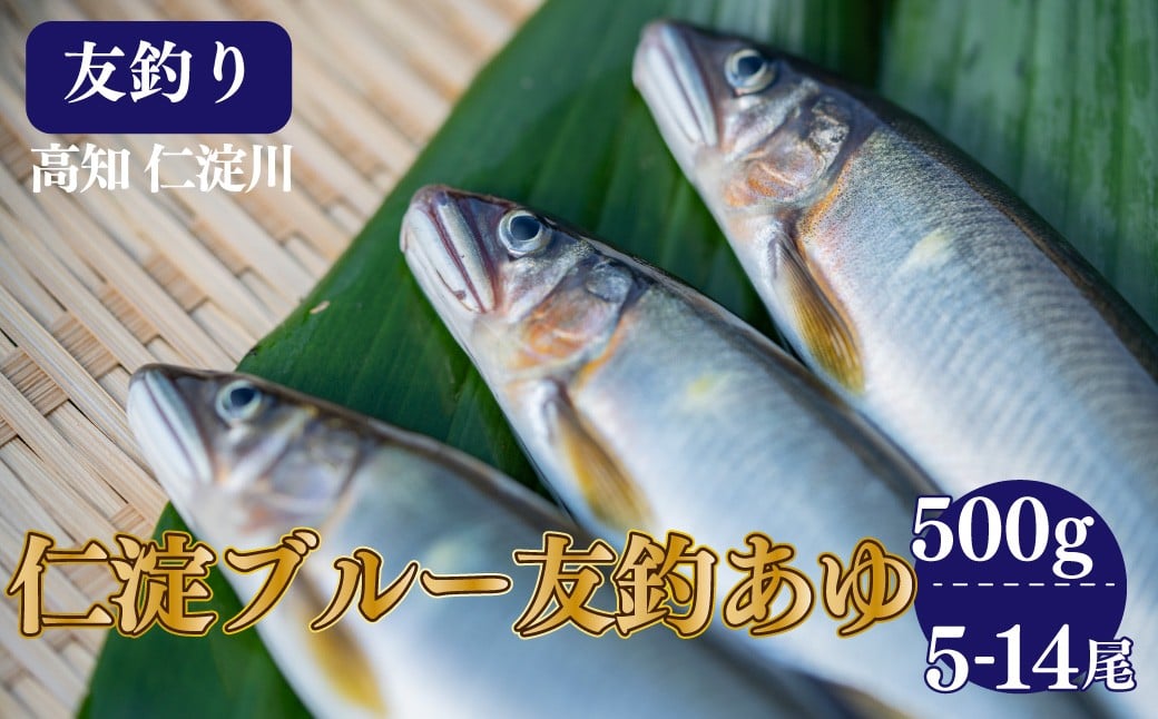 
            有名料亭も絶賛！鮎屋仁淀川の仁淀ブルー友釣り天然鮎500g（5-14尾）
          