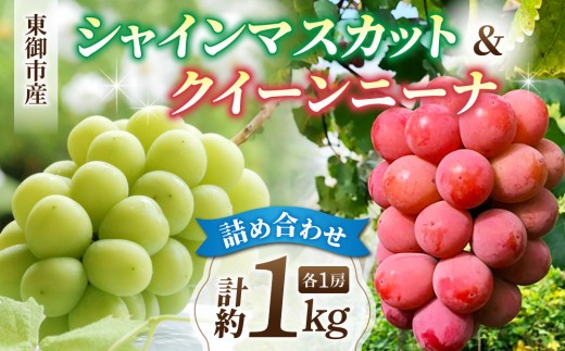 
                  【2026年発送】東御市産 シャインマスカット＆クイーンニーナ 2房（約1kg） 詰め合わせ セット 長野県産｜【JA信州うえだ】人気 ぶどう 贈答用 ギフト フルーツ 果物 おすすめ 厳選 種無し 希少品種 糖度 甘い 食べ比べ ※2026年9月中旬以降発送予定
                