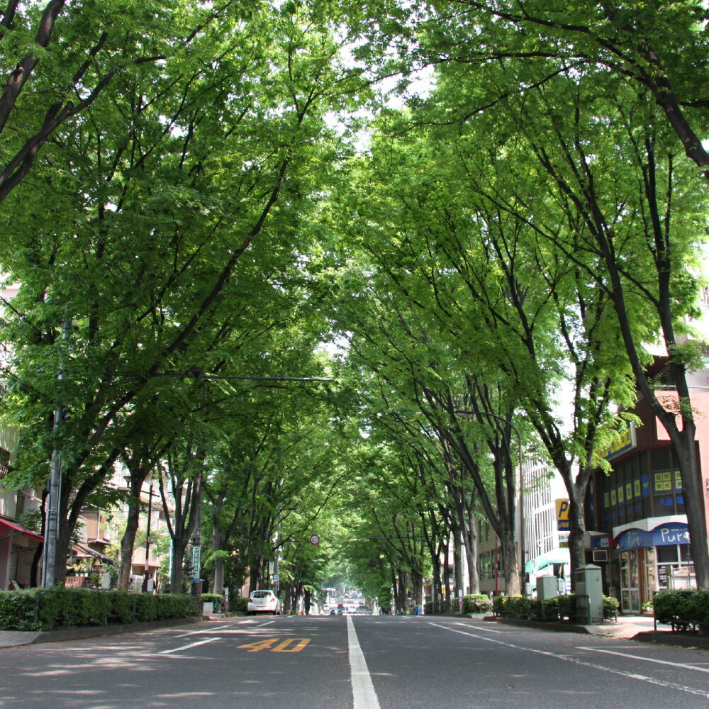 【ふるさと納税】杉並区への寄附（返礼品はありません）1,000円／5,000円／10,000円 東京都 杉並区