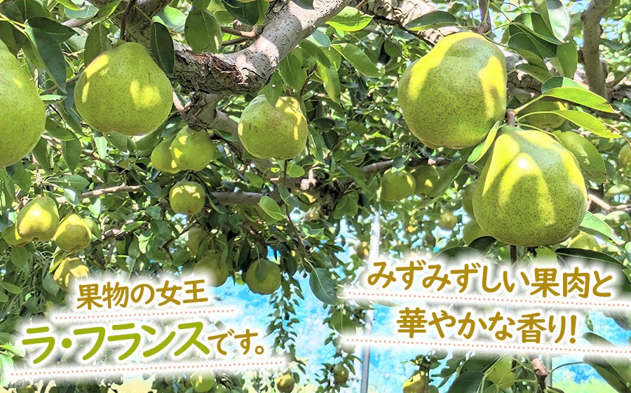 【令和8年産先行予約】洋梨　ラ・フランス　約3kg（10～12玉） 山形県鶴岡市　やまも果樹園　| ラフランス 洋ナシ 洋なし 西洋梨 産地直送 3キロ 秋果実 果物 くだもの フルーツ デザート 旬