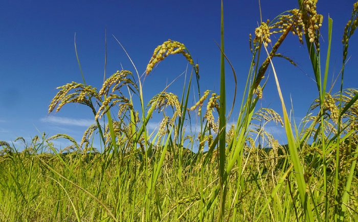 立派に稲穂が実ったつばくろ米。一粒一粒に旨みが凝縮されております。