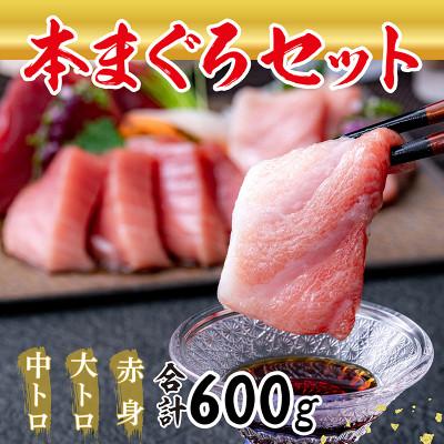 ふるさと納税 越前市 絶品!本マグロ セット 大トロ 200g + 中トロ 200g + 赤身 200g