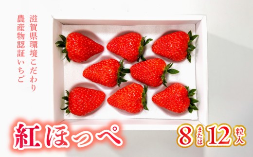 【数量限定】滋賀県環境こだわり農産物認証いちご