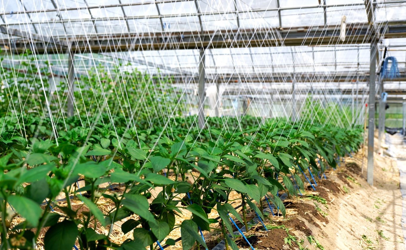 肉厚 パプリカ 8個 彩り野菜 旬 甘い ぱぷりか 赤パプリカ 黄パプリカ 緑黄色野菜 新鮮野菜 やさい 有機肥料 赤黄ミックス 詰め合わせ ジューシー ピーマン ピクルス マリネ 肉詰め サラダ バ