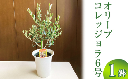 オリーブ コレッジョラ6号 ※離島への配送不可 _BZ08