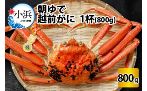 【先行予約／11月7日より順次発送】朝ゆで越前がに1杯　【800g】  【配送不可地域：北海道・沖縄・離島】  [BFAA002]