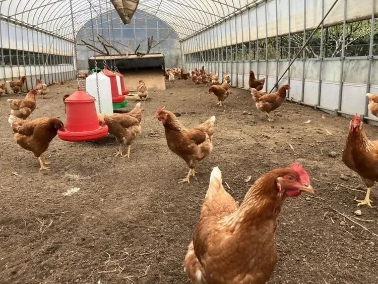 cometamaの平飼い卵 30個 ｜ ボリスブラウン 新鮮 平飼い ケージフリー 鶏卵 玉子 たまご 生卵 国産 たまごかけご飯 朝食 ※離島への配送不可